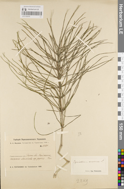 LE 01182103