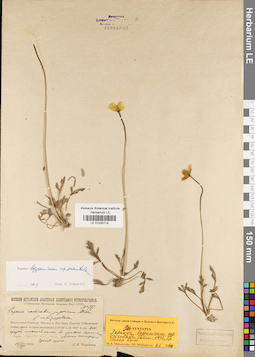LE 01035118