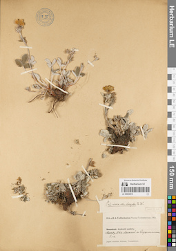 LE 00054815