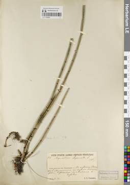LE 01182204