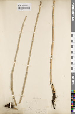 LE 01182216