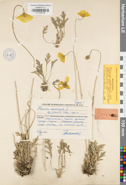 LE 01035138