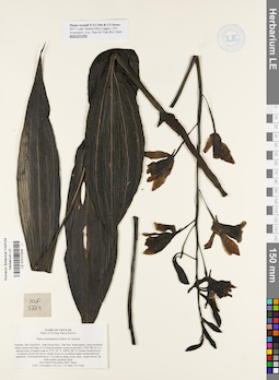 LE 01017304