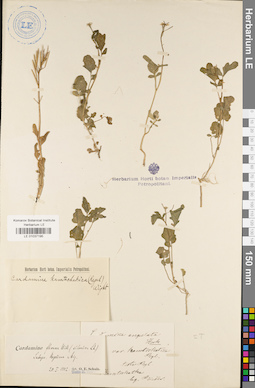 LE 01037195