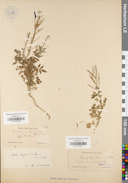 LE 01037207