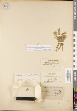 LE 01037283
