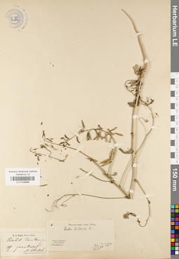 LE 01036899