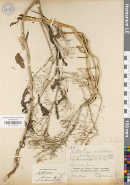LE 01037132