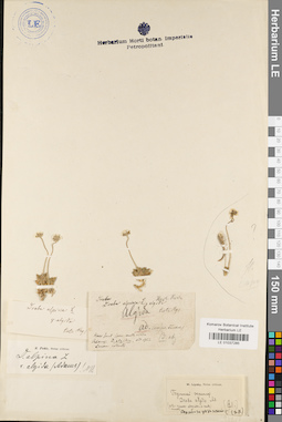 LE 01037285