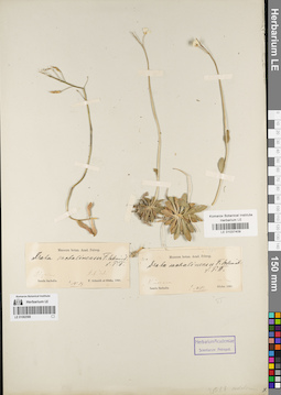 LE 01037409