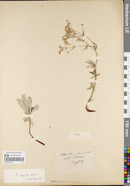 LE 01151191
