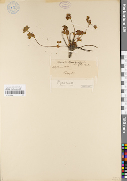 LE 01151204