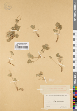 LE 01151323