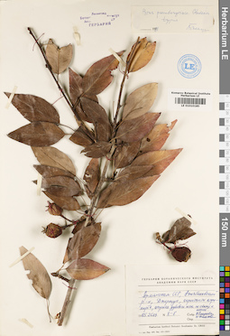 LE 01010185