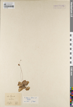 LE 01191296