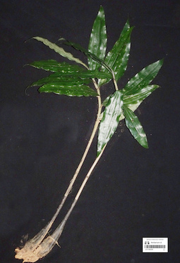 LE 01360255