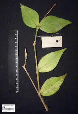 LE 01123185