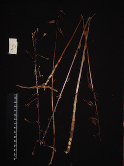 LE 01123225