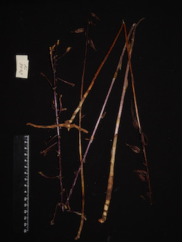 LE 01123226