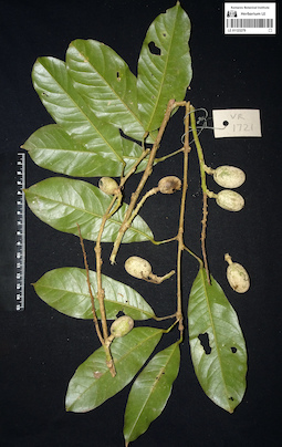 LE 01123279