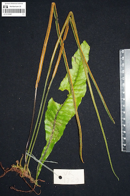 LE 01123287