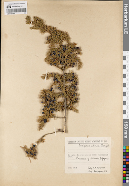 LE 01191885