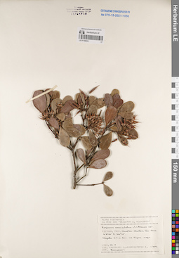 LE 01168634