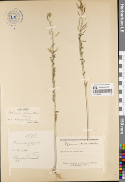 LE 01082896
