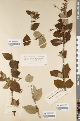 LE 01062085