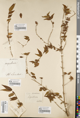 LE 01062096