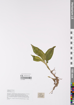 LE 01168987