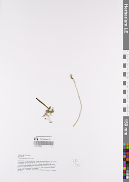 LE 01168999