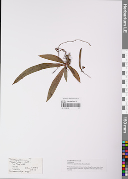 LE 01169153