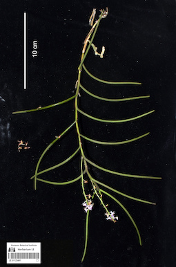 LE 01123491