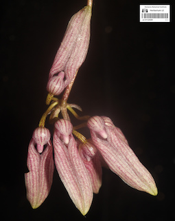 LE 01123529