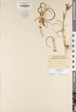 LE 01017932