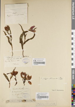 LE 01205018