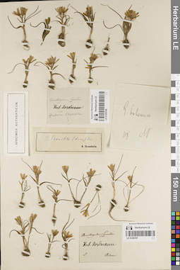 LE 01205197