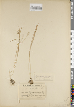 LE 01205203