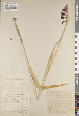 LE 01205271
