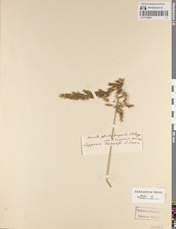 LE 01165048
