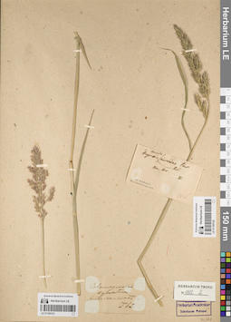 LE 01165131