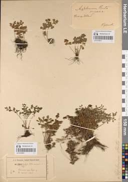 LE 01218016