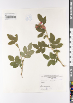 LE 01204704