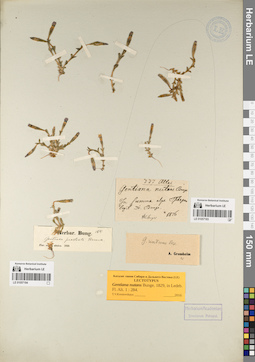 LE 01057183