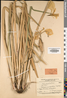 LE 01010448