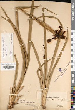 LE 01010472