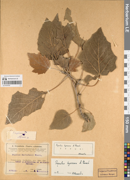 LE 01070787