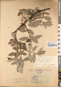 LE 01070806