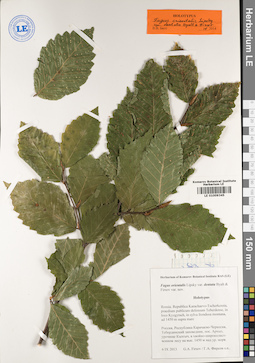 farn herrenhausen Grannen-Schildfarn 'Herrenhausen' - Polystichum setiferum herrenhausen